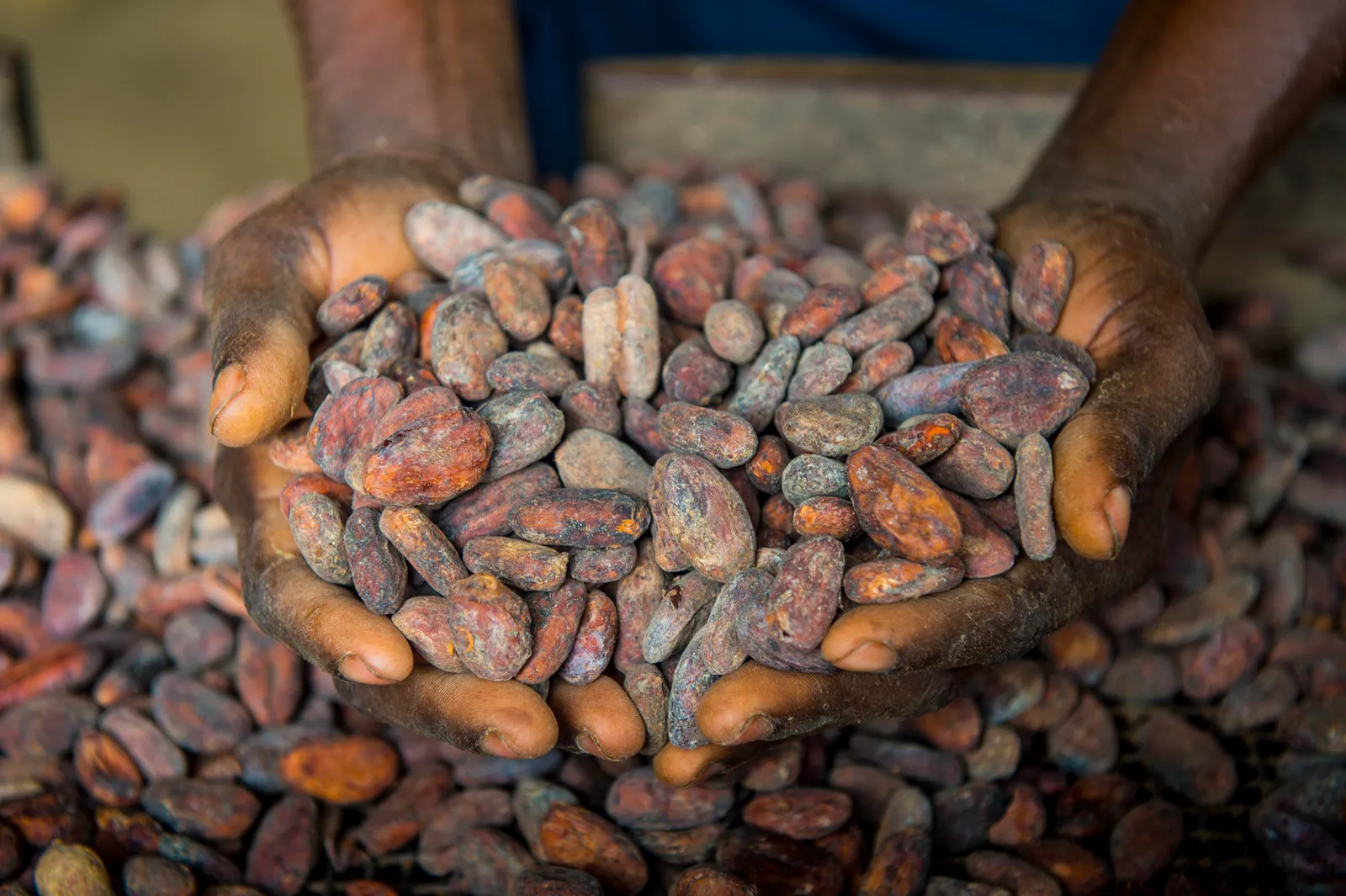Woman holding cocoa beans in her hands Venezuelan Cocoa Products
